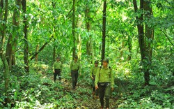 "Kho báu" 70 triệu tấn carbon chìm sâu trong các khu rừng ở Việt Nam đang chờ được đánh thức