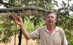 Mua đất Lâm Đồng, vợ chồng lập vườn trồng toàn "giống sầu riêng sang, xịn, mịn" thu 3,5 tỷ/năm 