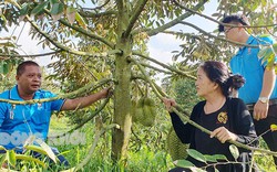 Nhiều vườn cây "tiền tỷ" ở Bến Tre bị cháy lá, cây kiệt sức, nghi ngờ do 4 nguyên nhân này