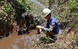 Vụ cá chết hàng loạt do ô nhiễm từ trại nuôi lợn, UBND tỉnh Quảng Trị chỉ đạo "nóng" sau phản ánh của Dân Việt