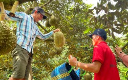 Sầu riêng mới nhú bông, nhà vườn ở Đắk Lắk đã vội nhận tiền cọc, dự báo thêm một mùa sầu riêng 'nóng'