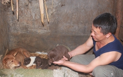 Ở Hà Giang có loài chó cộc đuôi ngộ nghĩnh, tinh khôn, dân bán 100 triệu/con khối người xuống tiền mua