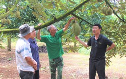 "Cây tiền tỷ" sắp vào mùa trái chín, ở Đắk Lắk ngành chức năng, nông dân, doanh nghiệp đang lo gì?