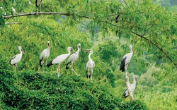 Hai loài chim hoang dã dạng quý hiếm ở Ninh Bình có tên trong Sách Đỏ, bay rợp cả cái thung đẹp như phim