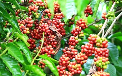 Giá cà phê ngày 5/4: Cà Robusta giảm sâu hơn 1% từ mức giá cao kỷ lục trước đó, vì sao vậy?