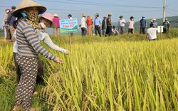 Giống lúa thơm RVT khẳng định chất lượng trên miền “đất võ, trời văn” Bình Định