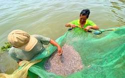 Cũng là cá cơm, nhưng cá cơm dân vây bắt trên một con sông nổi tiếng An Giang lạ lắm, hễ nhìn là ham