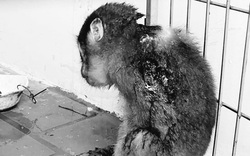 Bị thương nặng ở cổ, con động vật hoang dã đáng thương này được cứu hộ thành công ở Hà Tĩnh