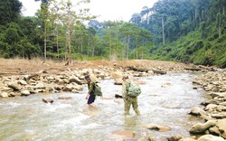 Một nơi có tên Sông Thanh ví như "đảo hoang" ở rừng Quảng Nam, có 53 loài thú hoang dã, 49 loài cây quý hiếm