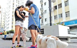 Ban quản trị Chung cư có được cấm và xử phạt cư dân nuôi chó mèo không?