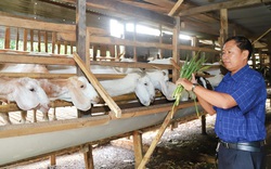 Đây là những vật nuôi mới đang mang lại thu nhập tốt hơn cho nông dân một huyện của Lâm Đồng
