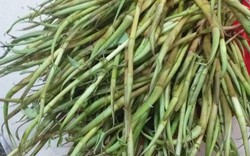 Rau “nhà nghèo” tuổi thơ của 8X, 9X nay nâng tầm đặc sản, 90.000 đồng/kg