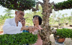 Một loại cây cảnh cổ ở Tiền Giang, thân u cục kỳ dị, dáng từ "Siêu phong bán nguyệt" tới "Tam cương ngũ thường"