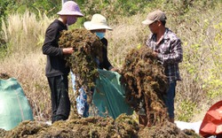 "Một loại rau" giàu khoáng chất ở Khánh Hòa, trước bán có lời, nay dân cực nhọc vớt lên bán lỗ vốn