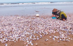 Lãnh đạo một xã ở Hà Tĩnh nói, hàng tấn ngao tím trôi dạt vào bờ là hiện tượng tự nhiên bình thường