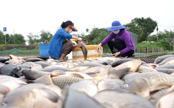 Trăm tấn cá lồng bè vẫn tiếp tục chết trắng xóa, nông dân Hải Dương xót xa “chỉ muốn gục ngã"