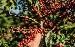 Giá cà phê ngày 9/4: Trong nước lập đỉnh mới, chạm mốc 105.000 đồng/kg, toàn cầu ráo riết săn mua cà phê