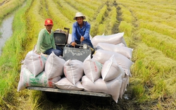 Giá lúa gạo đồng loạt điều chỉnh tăng, FAO dự báo "nóng" về cung cầu gạo 
