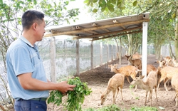 Trên cánh đồng hoang, anh nông dân Thái Bình lập trang trại nuôi đủ thứ con đặc sản, thu nửa tỷ/năm