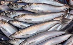 Loài cá nhà nghèo bỗng dưng thành đặc sản, dân sành ăn tranh mua vì ngon và giá trị dinh dưỡng vượt trội