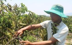 Một loài động vật đang phá hại vườn cà phê ở Đắk Lắk, ngành chức năng, người dân ra sức diệt trừ