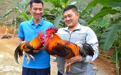 Một huyện ở Phú Thọ mời cầu thủ Hà Đức Chinh làm đại sứ thương hiệu cho giống gà nhiều cựa quý hiếm