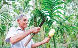 Vườn trồng 3 tầng cây, tưởng đâu trồng lung tung, ai ngờ ông nông dân Kiên Giang thu 2 tỷ