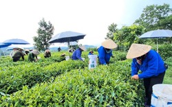 Hội thi “Bàn tay vàng hái chè nhanh” lần đầu tiên diễn ra tại huyện Đại Từ của Thái Nguyên