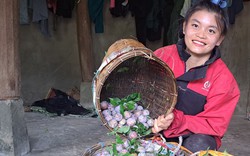 Từ cao nguyên Mộc Châu sang Pháp học cách làm rượu mận, mận sấy, bán đắt hàng