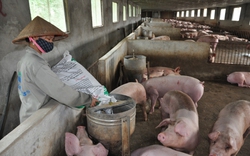 Dịch tả lợn châu Phi bủa vây, doanh nghiệp nuôi hàng chục nghìn con lợn chưa dám tiêm vaccine