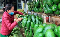 Đã có lúc đạt 200.000 đồng/kg, tại sao giá loại trái cây giàu dinh dưỡng ở Tây Nguyên lại giảm đến vậy?