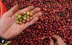 Giá cà phê ngày 17/5: Cà phê nội địa đồng loạt tăng, Robusta sàn thế giới cũng nhảy giá