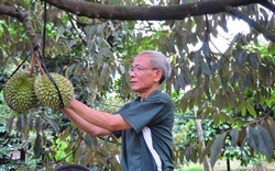 Đang bán trái đầu mùa, "giá rổ vẫn ngon" mà nông dân trồng sầu riêng ở Lâm Đồng lại lo sợ điều này