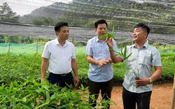Hội viên, nông dân Lào Cai thăm quan, học tập mô hình phát triển kinh tế ở Xuân Quang