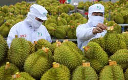 Xuất khẩu rau quả "bùng nổ" khi mang về 1,8 tỷ USD, chuyên gia nói Trung Quốc vẫn "khát" sầu riêng