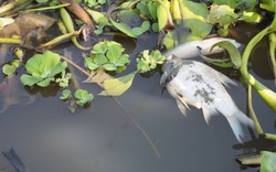 Cá chốt, cá chạch, cá lòng tong...nổi đầu, chết bất thường trên một dòng sông nổi tiếng Tây Ninh
