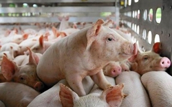 Giá lợn hơi ngày 21/5: Miền Bắc ghi nhận thêm Vĩnh Phúc và Hưng Yên chạm mốc 68.000 đồng/kg
