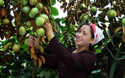 Bắc Giang: Nông dân trồng loại cây "ngọt ngào như dòng sữa mẹ" lãi hàng trăm triệu mỗi vụ