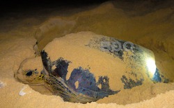 Một con rùa hoang dã khổng lồ bò lên bãi biển của làng ở Bình Định, sau 30 phút đẻ 103 quả trứng to bự