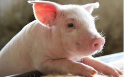 Giá lợn hơi tiếp tục tăng mạnh toàn quốc, đỉnh sẽ lên đến đâu?