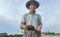 Có hay không lúa chết do làm đường cao tốc ở Hậu Giang: Lúa chết bất thường 2 vụ liên tiếp, nông dân lo lắng