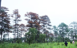Lâm Đồng yêu cầu điều tra vụ đầu độc hơn 50 cây thông trên đất rừng giao cho doanh nghiệp