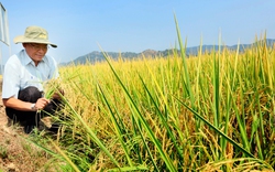 Mới lạ: Nông dân trồng lúa Đắk Lắk có cơ hội kiếm thêm hàng triệu USD nhờ bán tín chỉ carbon