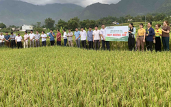 Lai Châu: Triển vọng từ giống lúa lai chất lượng cao ở Than Uyên