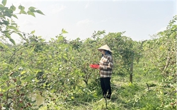 Trồng thứ cây tới mùa ra trái chả kịp cản, ở Hậu Giang, một nông dân hái 10 tấn bán, mang về 500 triệu