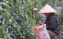 Người Nùng ở Lâm Đồng đem loại cây quen trồng trên đất mới lạ, cho thu nhiều tiền hơn hẳn