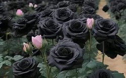 Hoa hồng đen tự nhiên trồng được ở đâu, có gì đặc biệt?