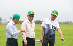Bộ Nông - Lâm - Ngư nghiệp Campuchia và tỉnh Tà Keo tham quan mô hình lúa giảm phát thải tại ĐBSCL