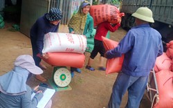 Nông dân nơi này ở Nghệ An bán lúa tươi, nhà nào cũng phấn khởi vì giá lúa lên đỉnh