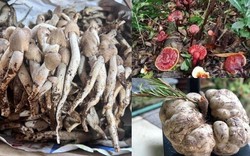 Những loại nấm có dinh dưỡng cao, giá đắt đỏ luôn “cháy hàng” ở Việt Nam: Loại thứ 3 thuộc hàng "hiếm có khó tìm"